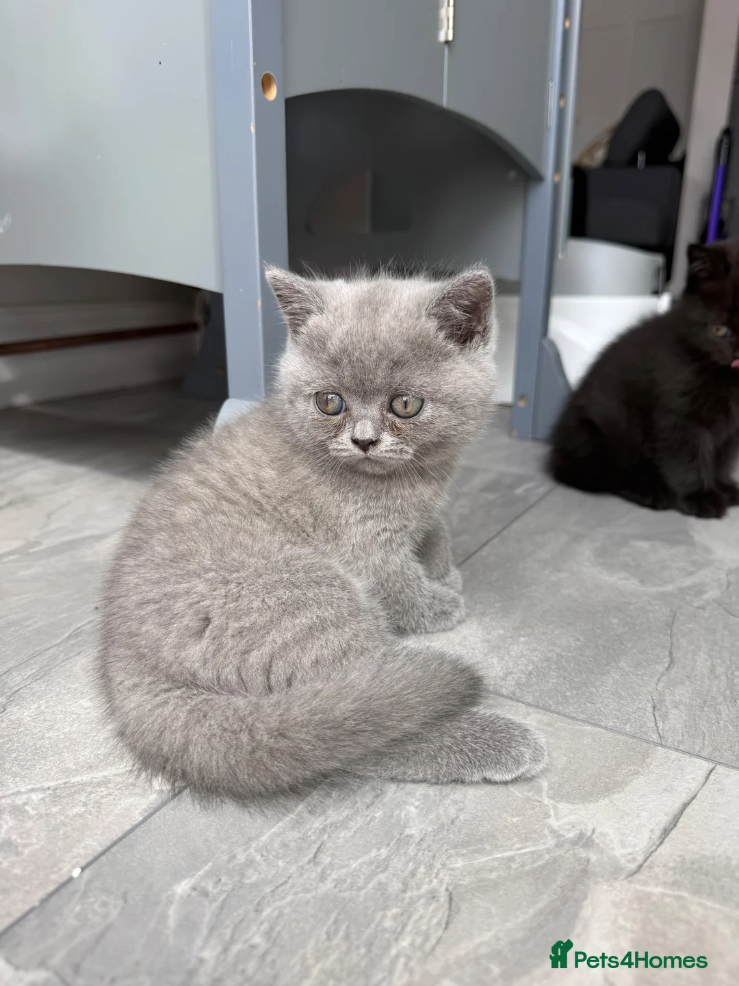 British Shorthair cats for sale: Beautiful British Shorthair Kittens 7 Weeks Old 🐾 - Advert 1