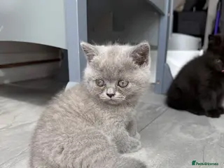 British Shorthair cats Beautiful British Shorthair Kittens 7 Weeks Old 🐾 - Advert 6