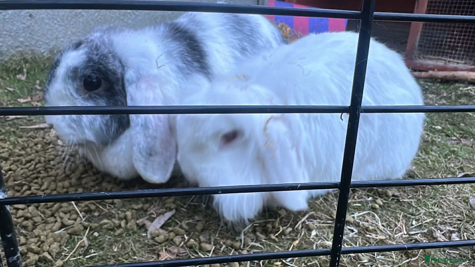 Mini Lop rabbits Bonded Mini Lops  - Advert 12
