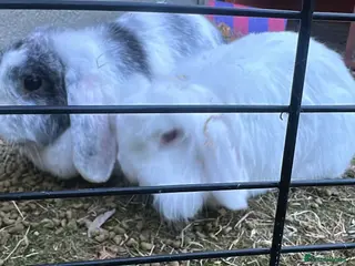 Mini Lop rabbits Bonded Mini Lops - Advert 12