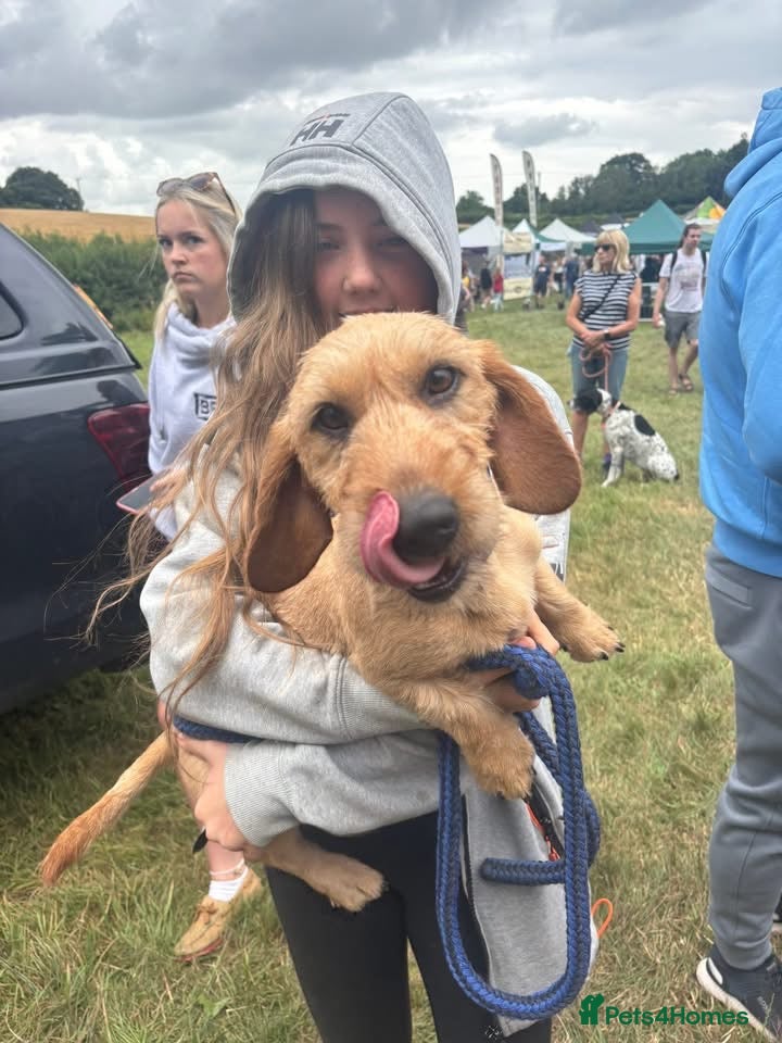 Dachshund dogs Wirehaired teckle dog  in Colne - Advert 2