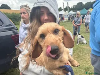 Dachshund dogs Wirehaired teckle dog in Colne - Advert 1