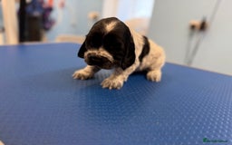 Cocker Spaniel dogs for sale: Beautiful kc registered show cocker spaniels - Image 9