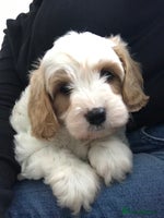 Cavapoo dogs - Advert 9