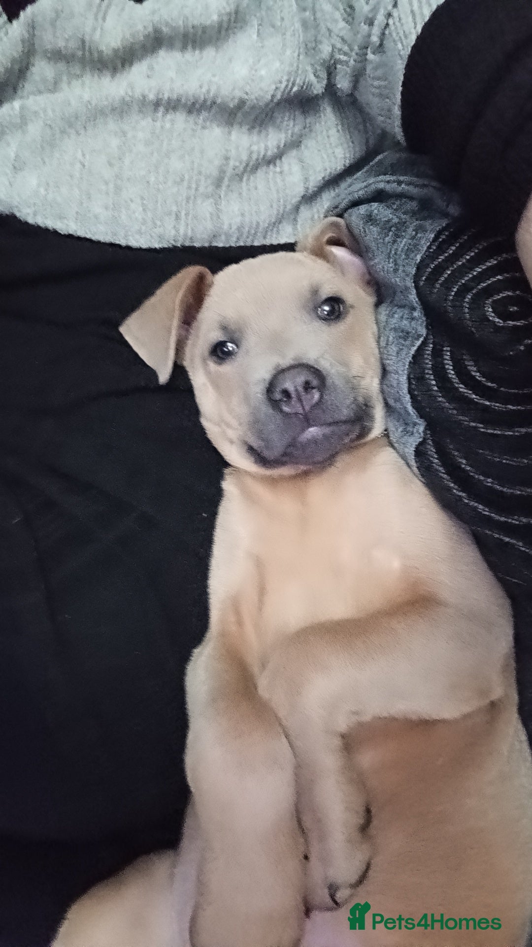 Mixed Breed dogs for sale: Karma - Advert 3