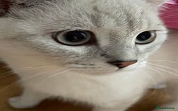 British Shorthair cats for sale: British scottish shorthair - Image 2