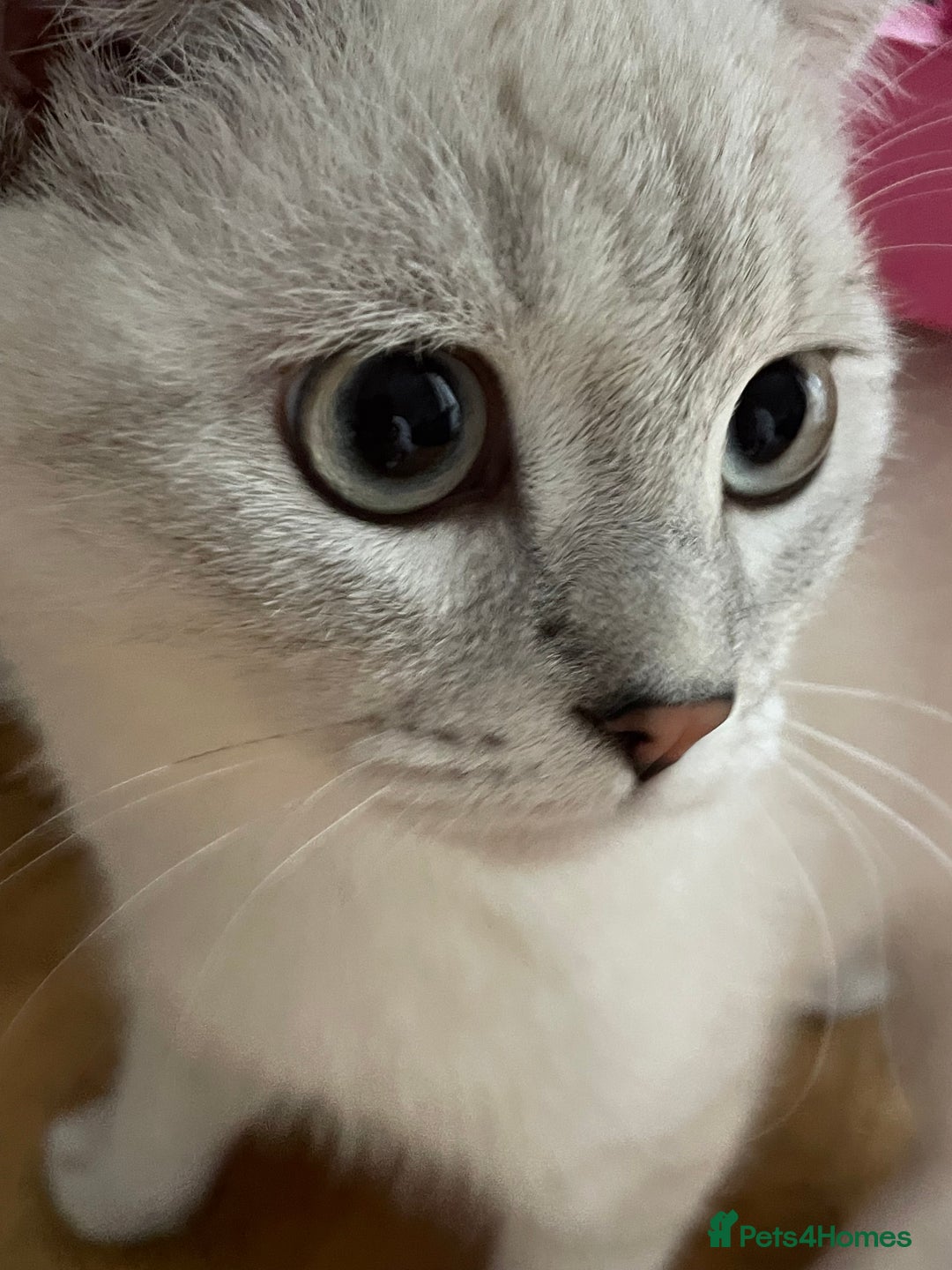 British Shorthair cats for sale: British scottish shorthair - Image 2