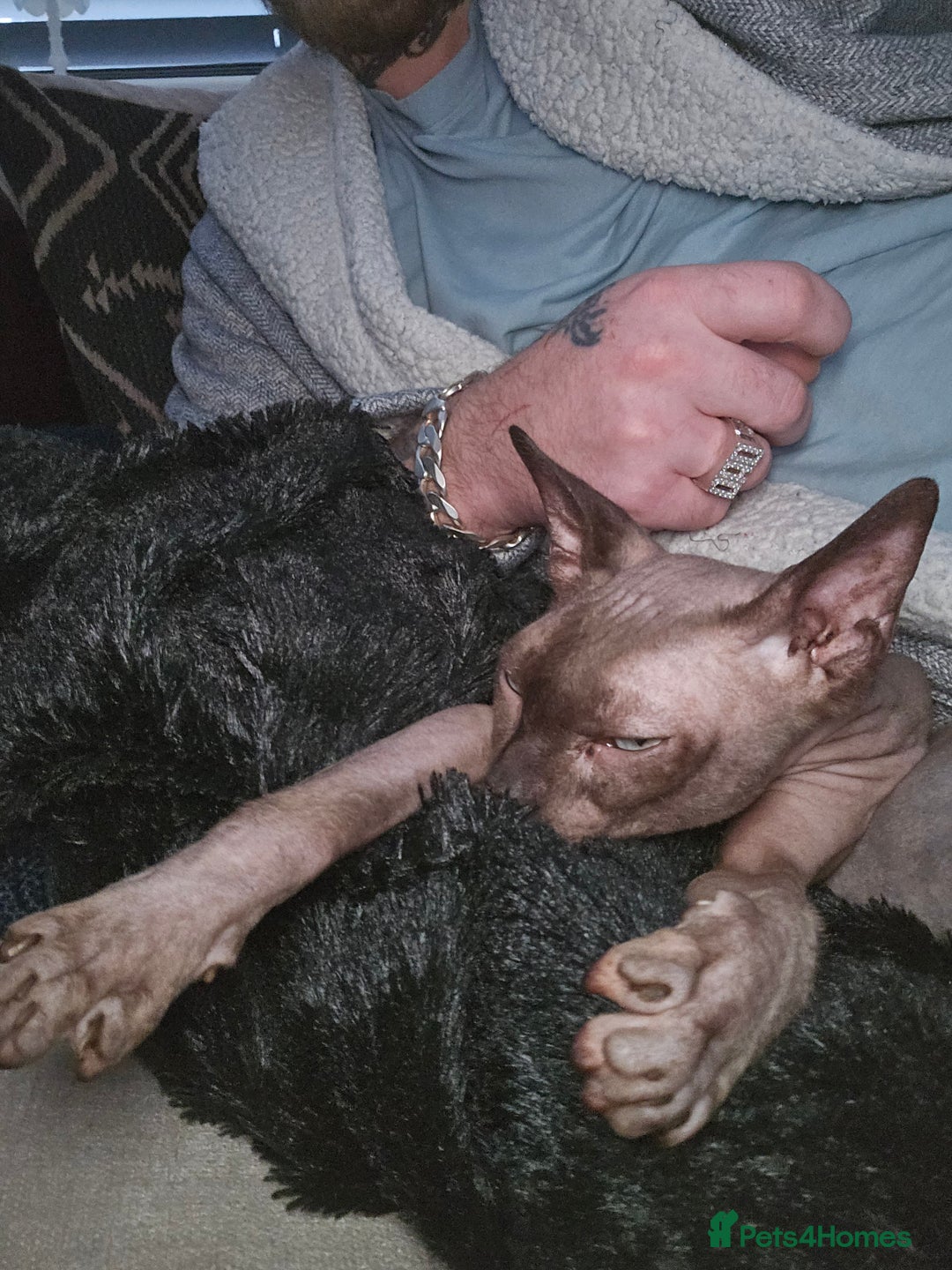 Sphynx cats for sale: Sphynx cat - Advert 1