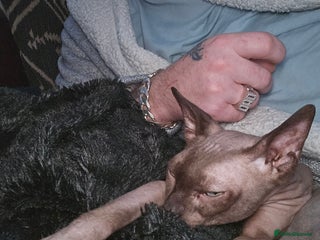 Sphynx cats Sphynx cat - Advert 7