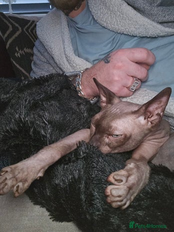 Sphynx cats Sphynx cat - Advert 1