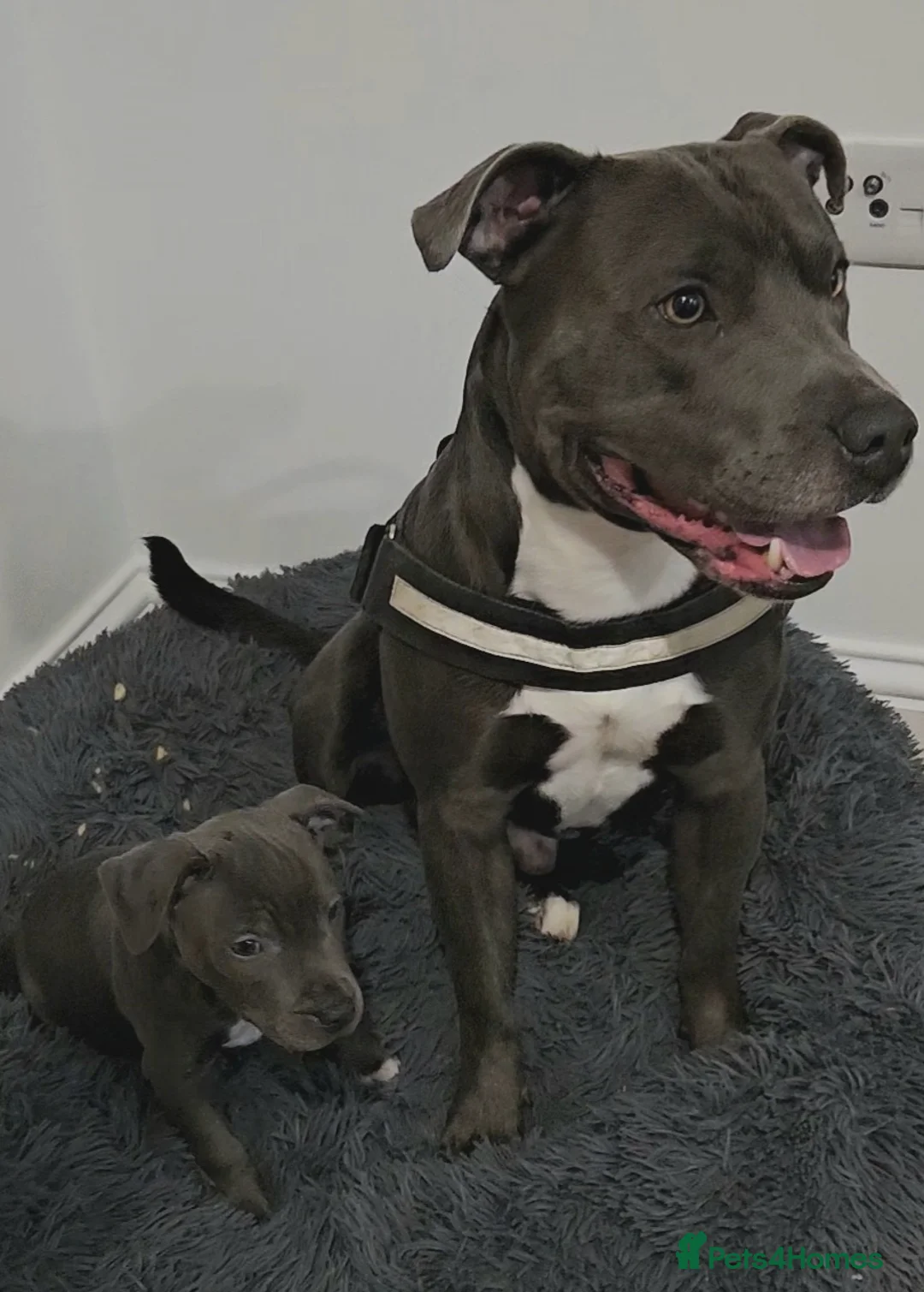 Staffordshire Bull Terrier dogs for stud: 💙 50+ LITTERS PROVEN. BLUE STUD 💙 in Erith - Advert 6