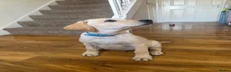 Labrador Retriever dogs for sale: READY NOW!!! KC registered Labrador Retriever  - Advert 19