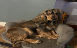 Cocker Spaniel dogs for stud: For Stud only - Image 3