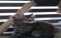 Maine Coon cats for sale: MAINE COON XL purebred registered active - Image 4