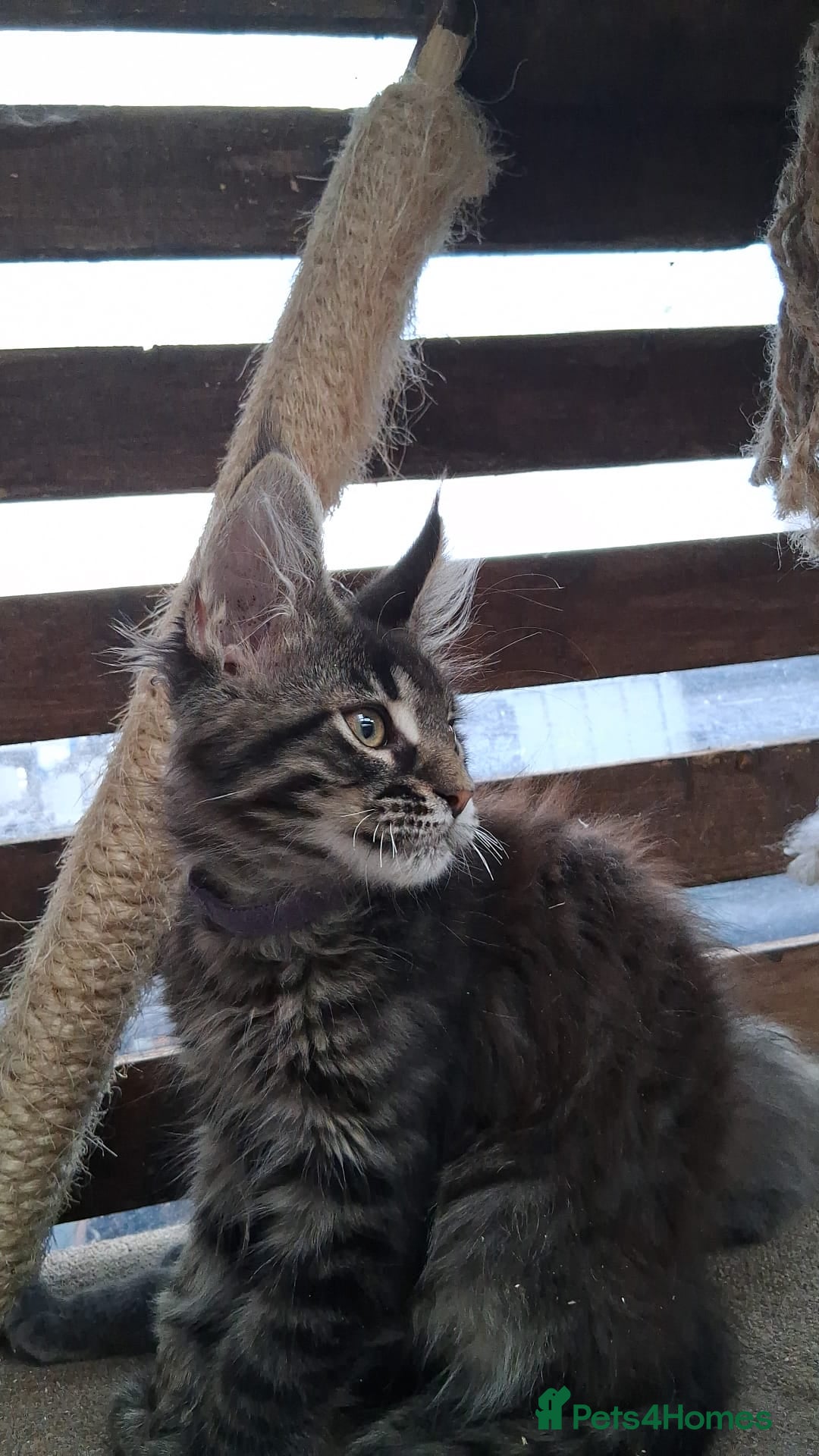 Maine Coon cats for sale: MAINE COON XL purebred registered active - Image 4
