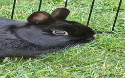 Netherland Dwarf rabbits for sale: Netherland dwarf doe black self and buck choc chin - Image 6
