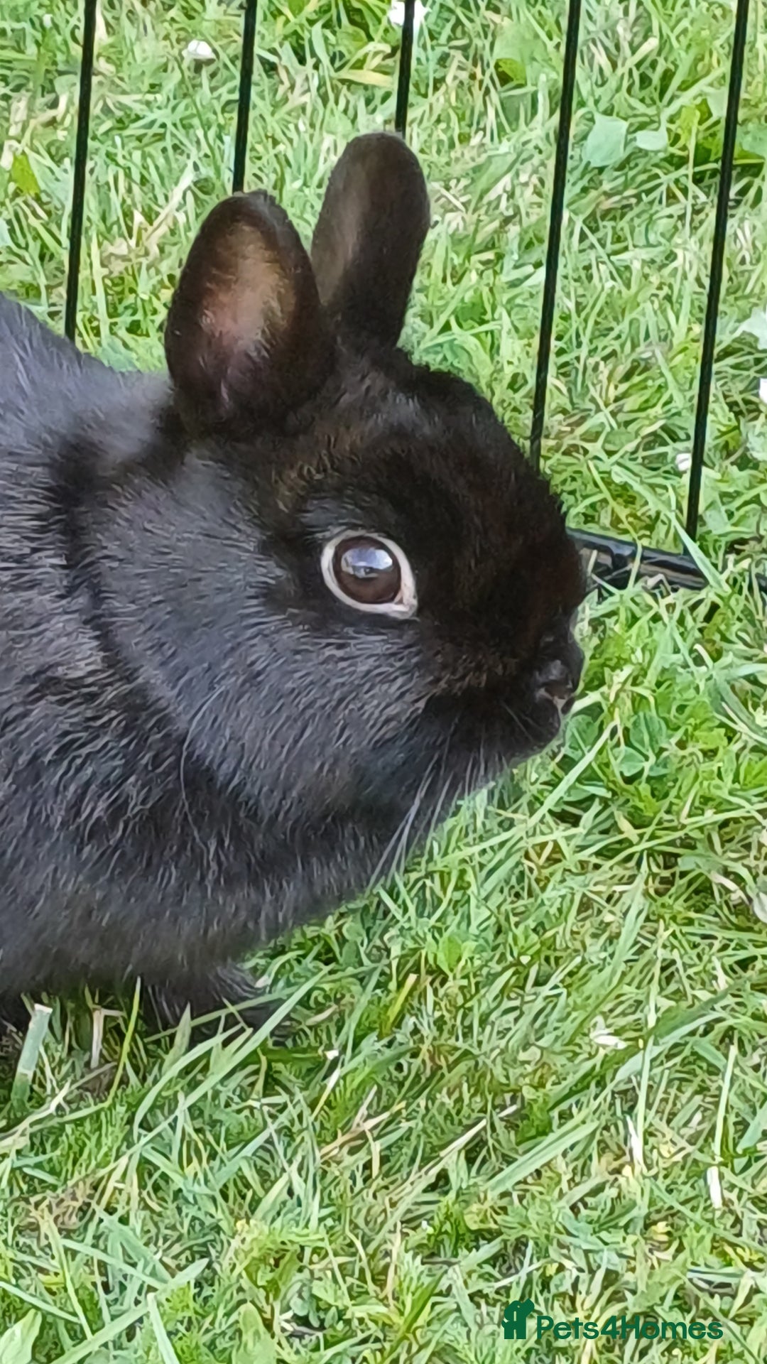 Netherland Dwarf rabbits for sale: Netherland dwarf doe black self and buck choc chin - Image 6