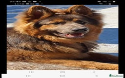 German Shepherd dogs for stud: Blue German shepherd PROVEN  - Image 1