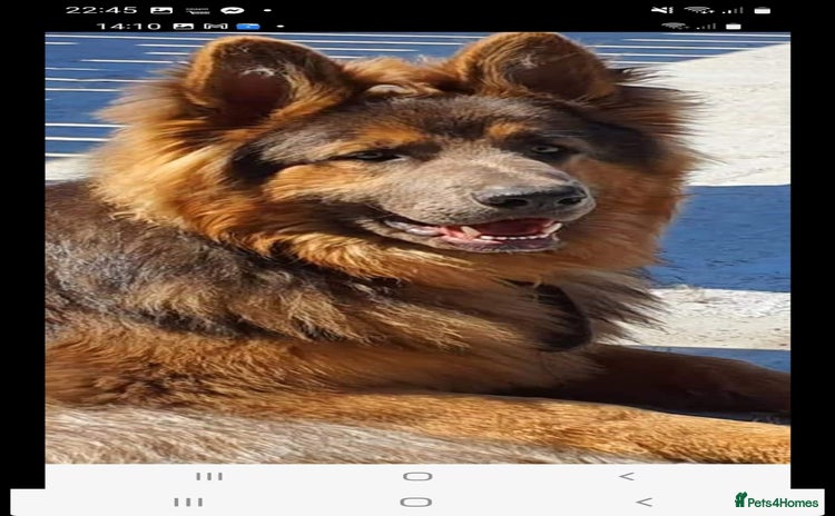 German Shepherd dogs - Advert 4