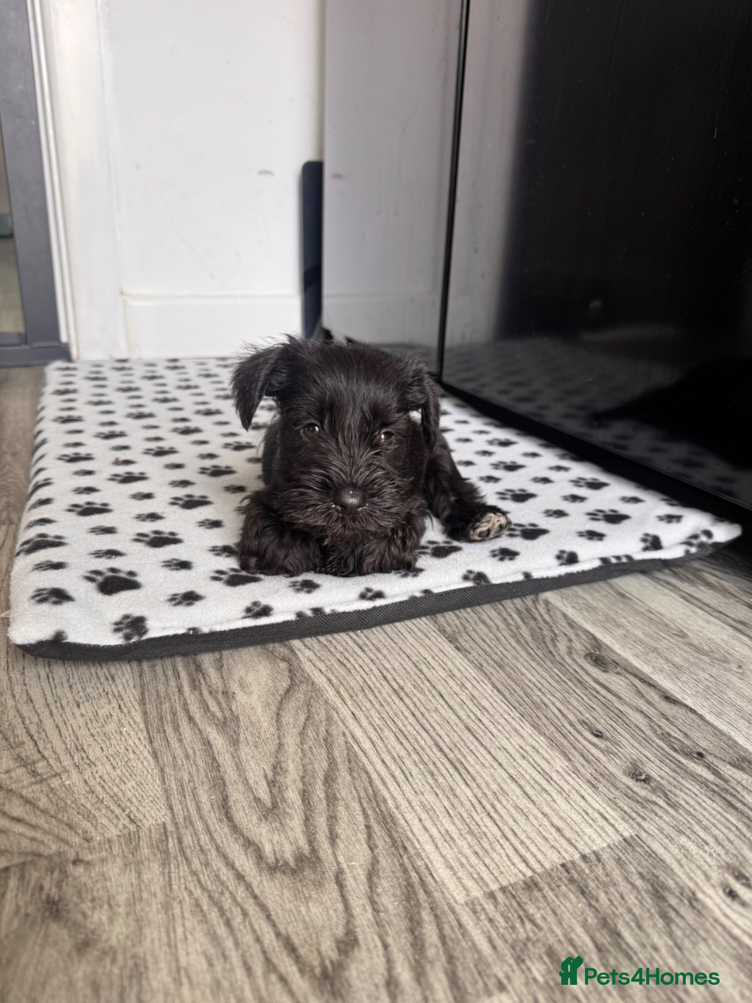 Miniature Schnauzer dogs for sale: Miniature schnauzer  - Advert 8