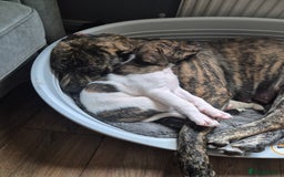 Mixed Breed dogs for sale: American Akita/Bullmastiff cross - Image 10