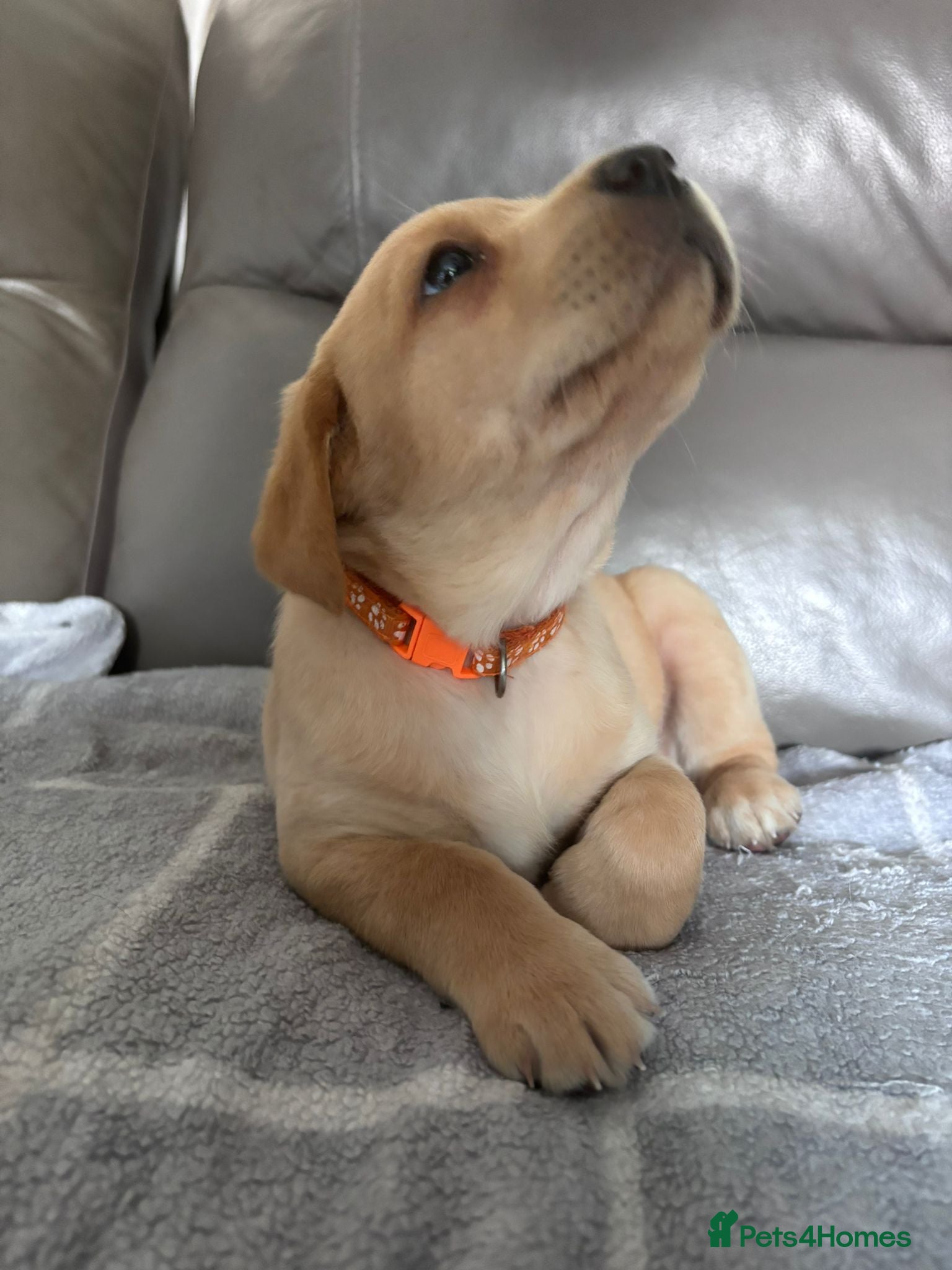 Labrador Retriever dogs Beautiful Labrador Puppies - Advert 2