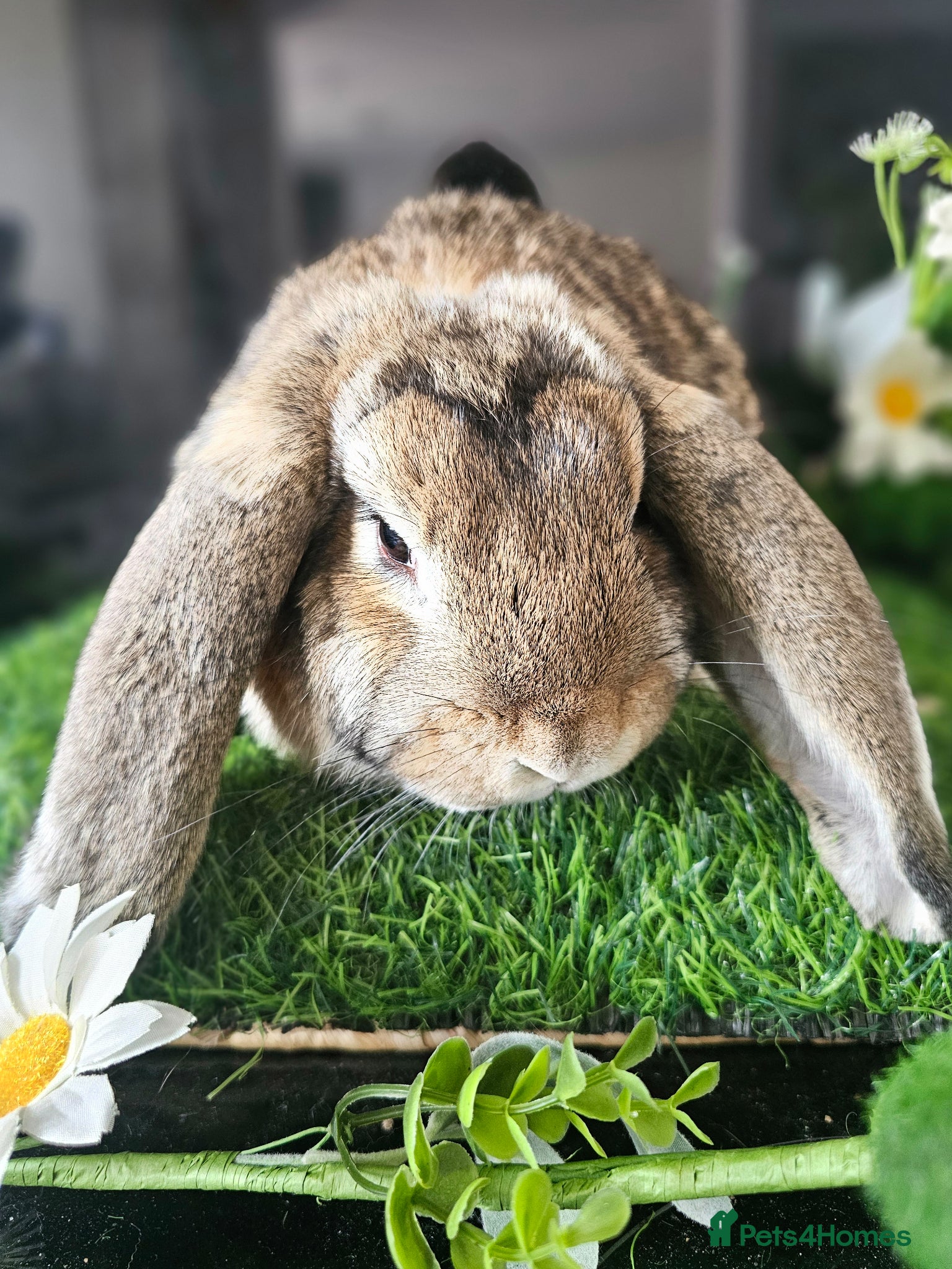 French Lop rabbits for sale: Vaccinated Giant French Lop Babies  - Advert 4