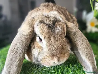 French Lop rabbits for sale: Vaccinated Giant French Lop Babies - Advert 4