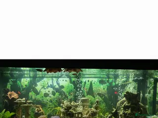 Other/Mixed Breed fish Tank with stand and tropical fish - Advert 1