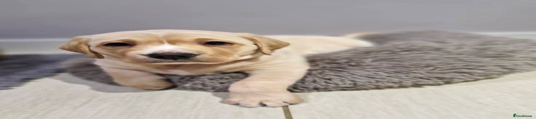 Labrador Retriever Puppy 2