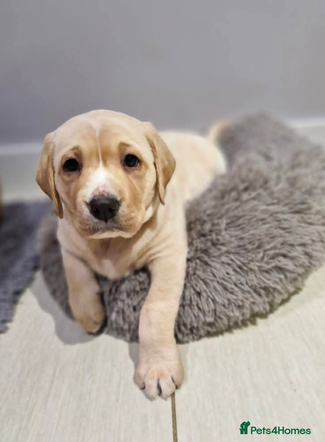 Labrador Retriever dogs for sale: Only 2 females left - Advert 6