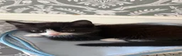 British Shorthair cats for sale: 3 cute kittens ready for a loving family - Advert 15