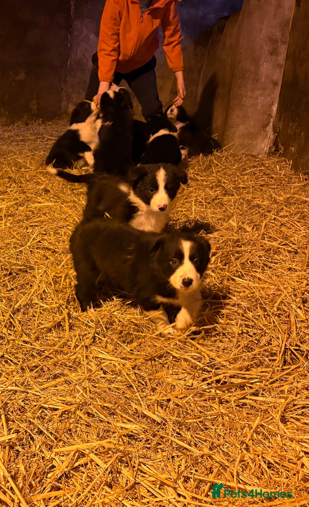 Border Collie dogs for sale: Collie pups  - Advert 8