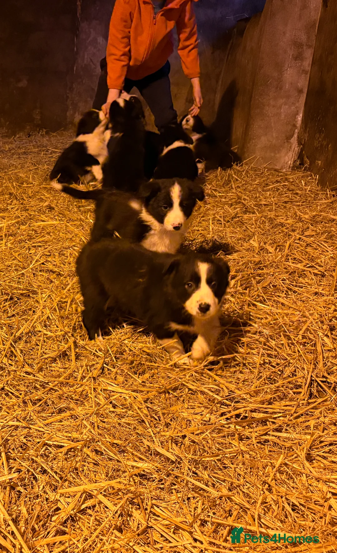 Border Collie dogs for sale: Collie pups  - Advert 8