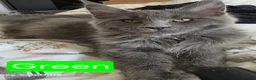 Maine Coon cats for sale: Last stunning Maine Coon kitten - Advert 9