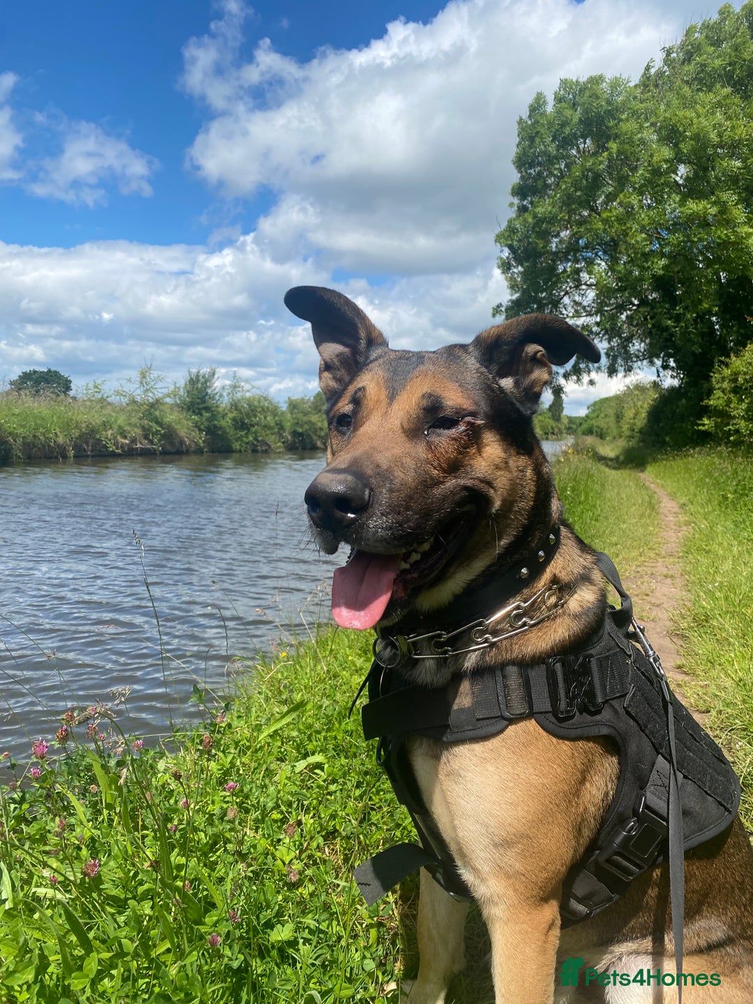 German Shepherd dogs for sale: German Shepherd Boy for sale (3 years old) - Image 1