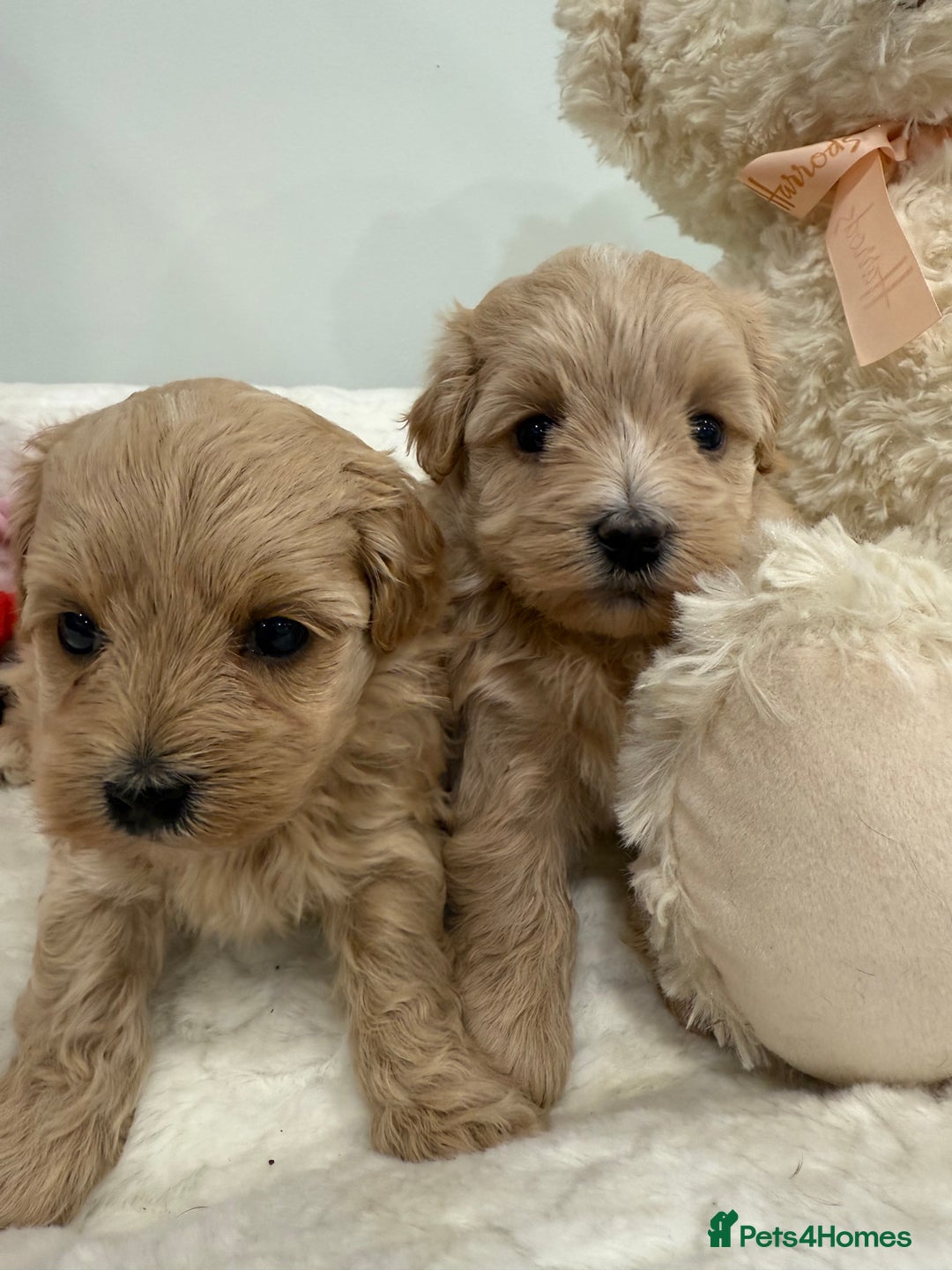 Maltipoo dogs for sale: 5 girls. fully DNA & health tested clear parents.  - Advert 5