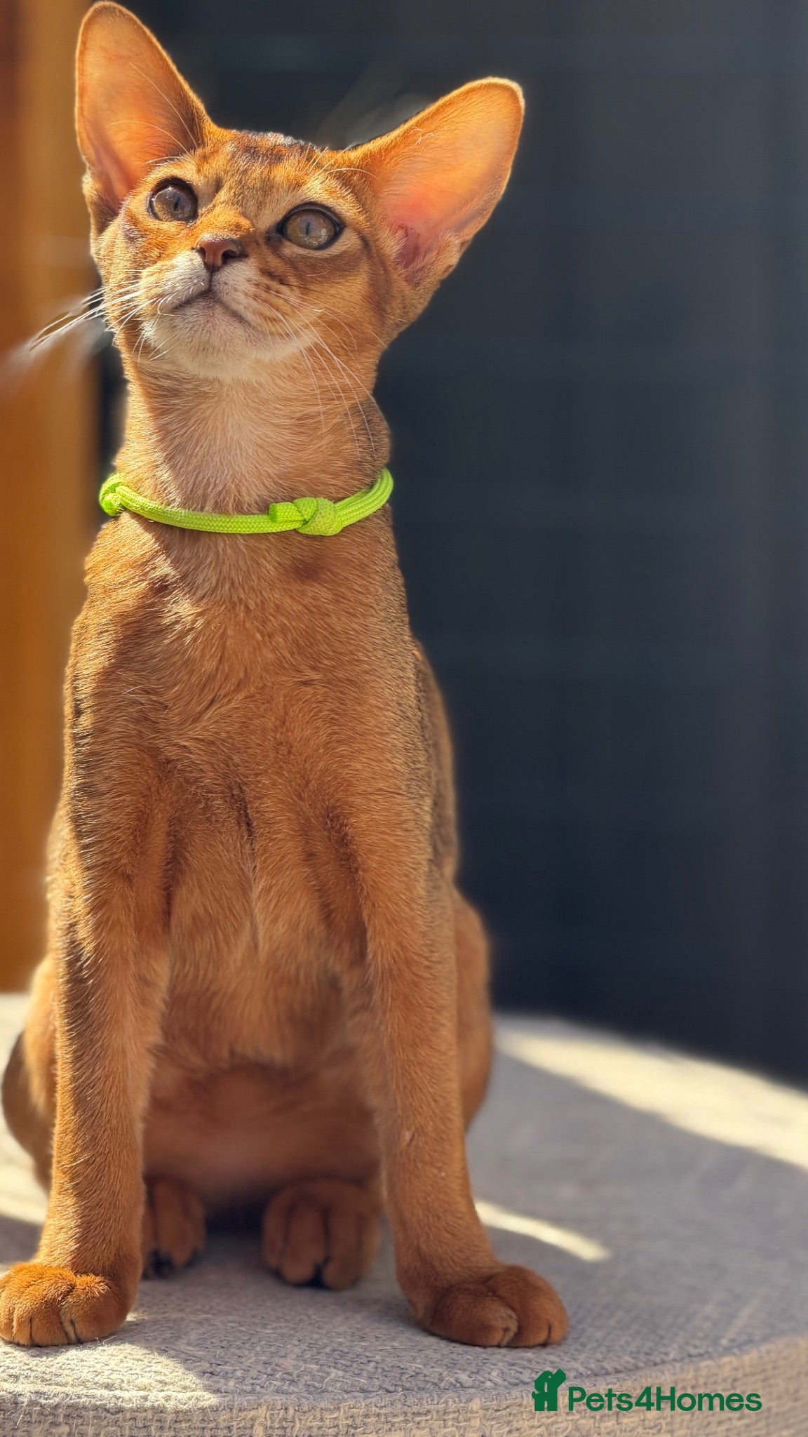 Abyssinian cats Pure breed Abyssinian kitten GCCF registered  - Advert 1