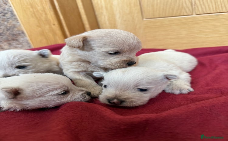 Mixed Breed dogs - Advert 1