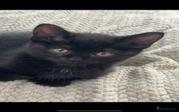 Mixed Breed cats for sale: FREE to a good home  - Image 1