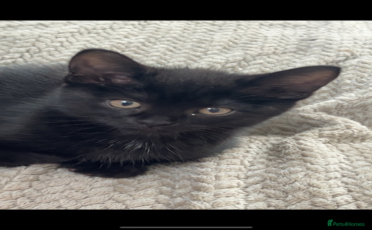 Mixed Breed cats - Advert 8