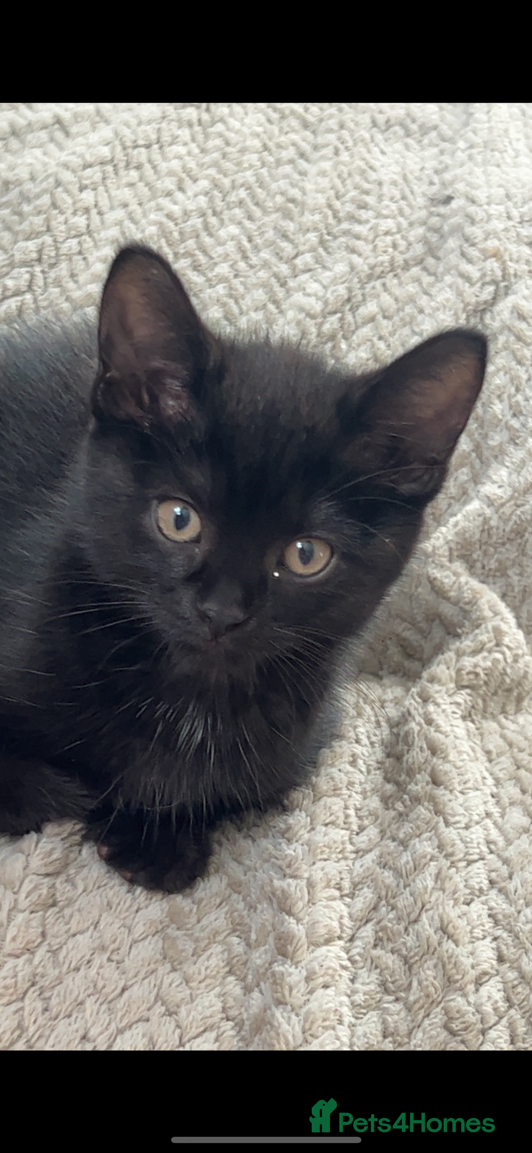 Mixed Breed cats for sale: FREE to a good home  - Image 1