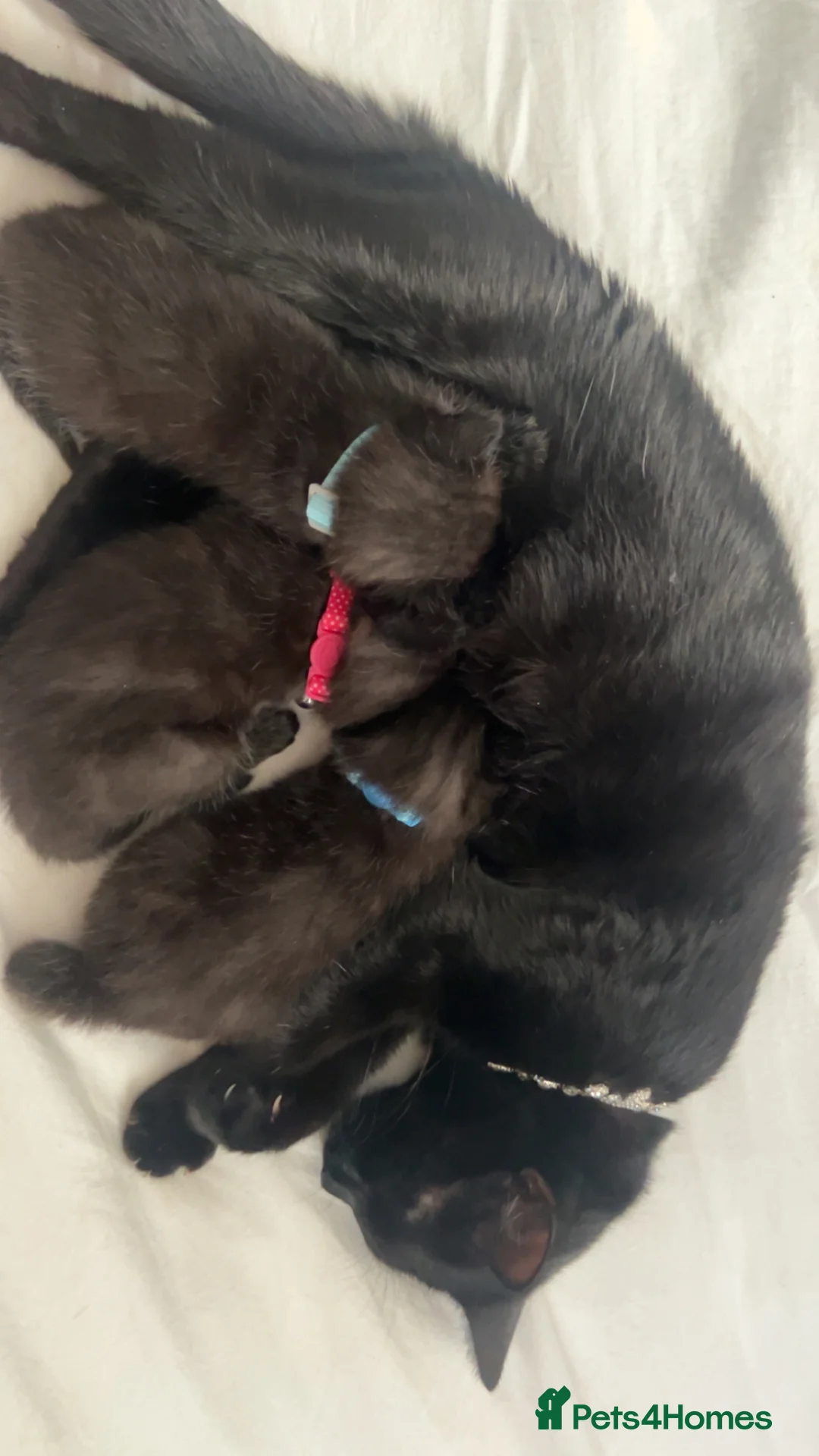 Mixed Breed cats for sale: 8 week old kittens  in Belfast - Advert 9
