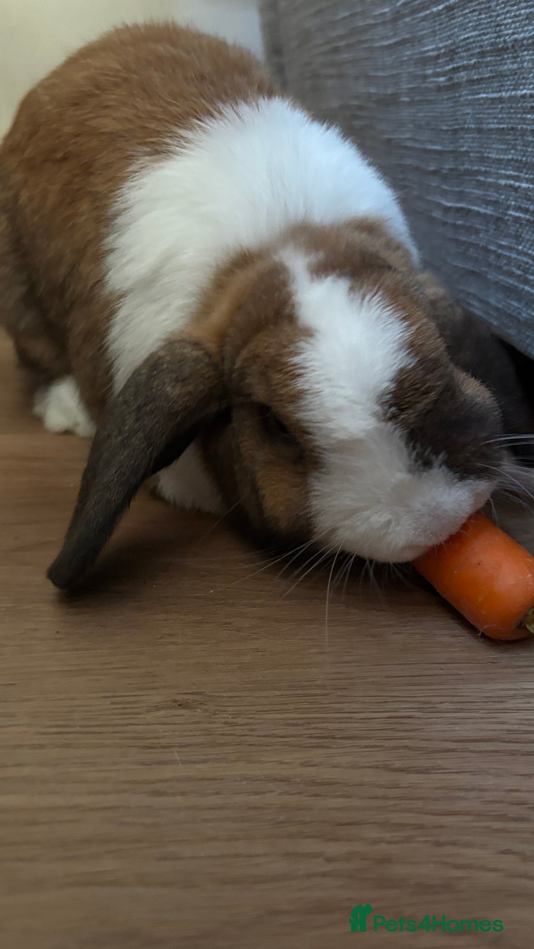 Mini Lop rabbits for sale: Mini lop bunnies  - Image 2