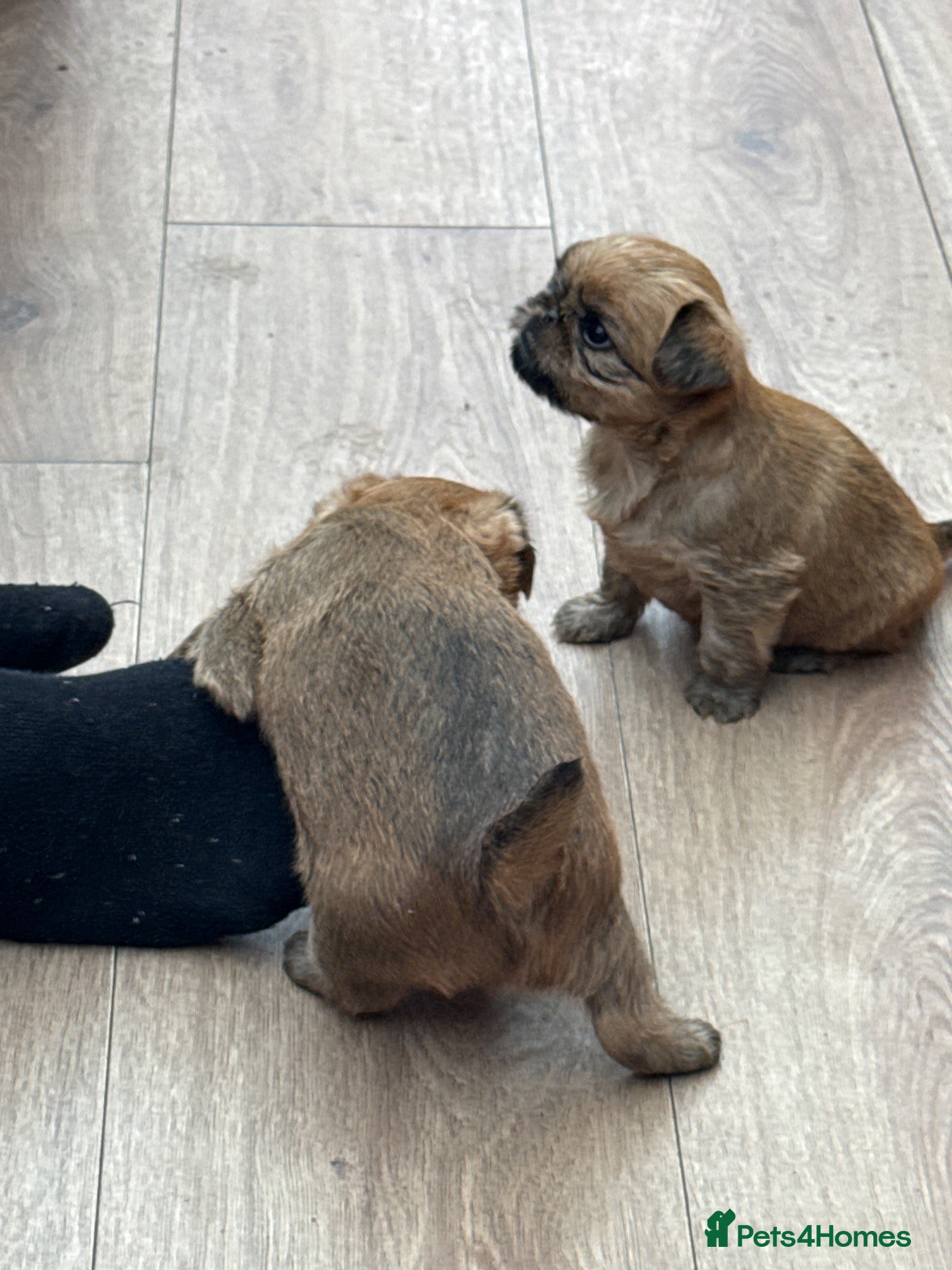 Griffon Bruxellois dogs for sale: Rough red Griffon Bruxellois Puppies for sale - Advert 1