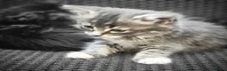 Mixed Breed cats for sale: Mixed bread long hair kittens - Advert 6