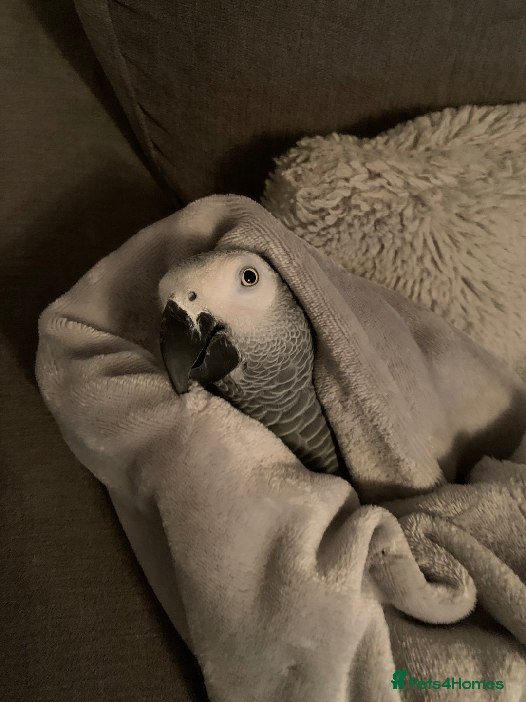 Parrots birds for sale: Our 2 loving African greys  - Advert 14