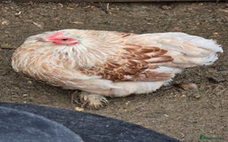 Chickens poultry for sale: Pekin Bantam Pullets POL  - Advert 6