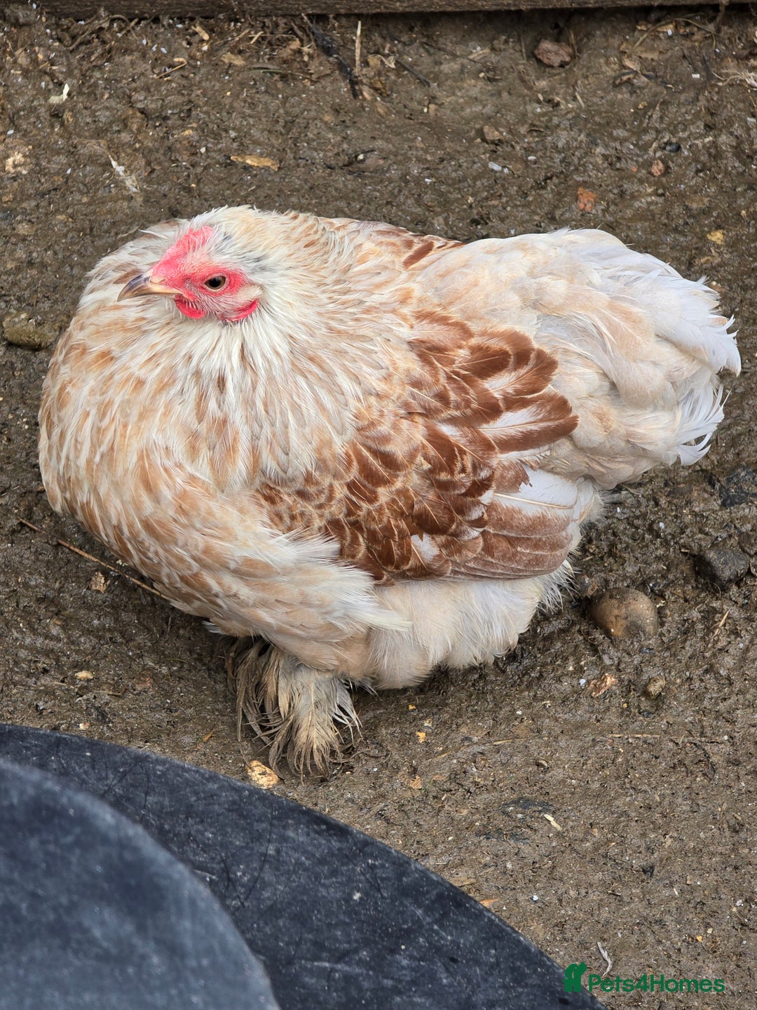 Chickens poultry for sale: Pekin Bantam Pullets POL  - Advert 6