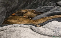 Mixed Breed dogs for sale: ROXY CUTE FAMILY DOG - Image 4